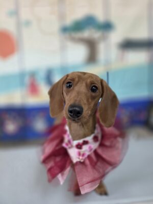 Dog named Rosa, resceud by DMT Rescue and Support Group