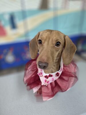 Dog named Frida, resceud by DMT Rescue and Support Group