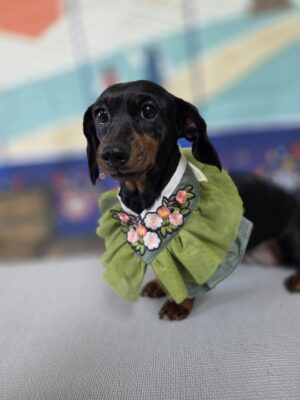 Dog named Amelia, resceud by DMT Rescue and Support Group