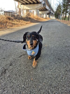 Penelope