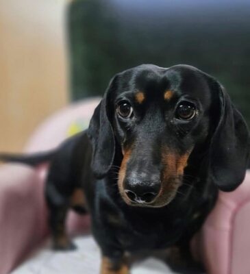 Dog named Mr Darcy, resceud by DMT Rescue and Support Group