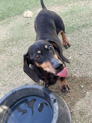 Dog named Holly, resceud by DMT Rescue and Support Group