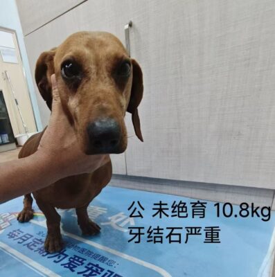 Dog named Winston, resceud by DMT Rescue and Support Group