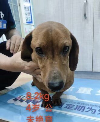 Dog named Romeo, resceud by DMT Rescue and Support Group