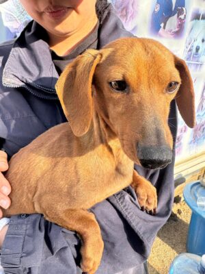 Dog named Dylan, resceud by DMT Rescue and Support Group