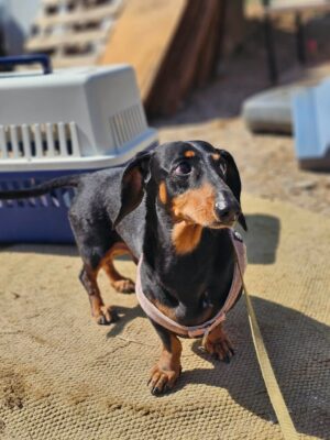 Dog named Paddy, resceud by DMT Rescue and Support Group