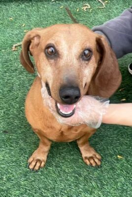 Dog named Winston, resceud by DMT Rescue and Support Group