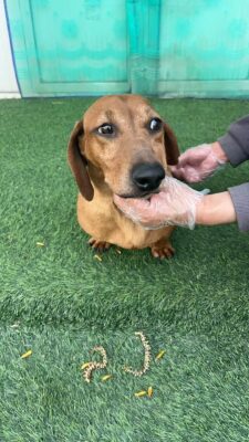 Dog named Romeo, resceud by DMT Rescue and Support Group