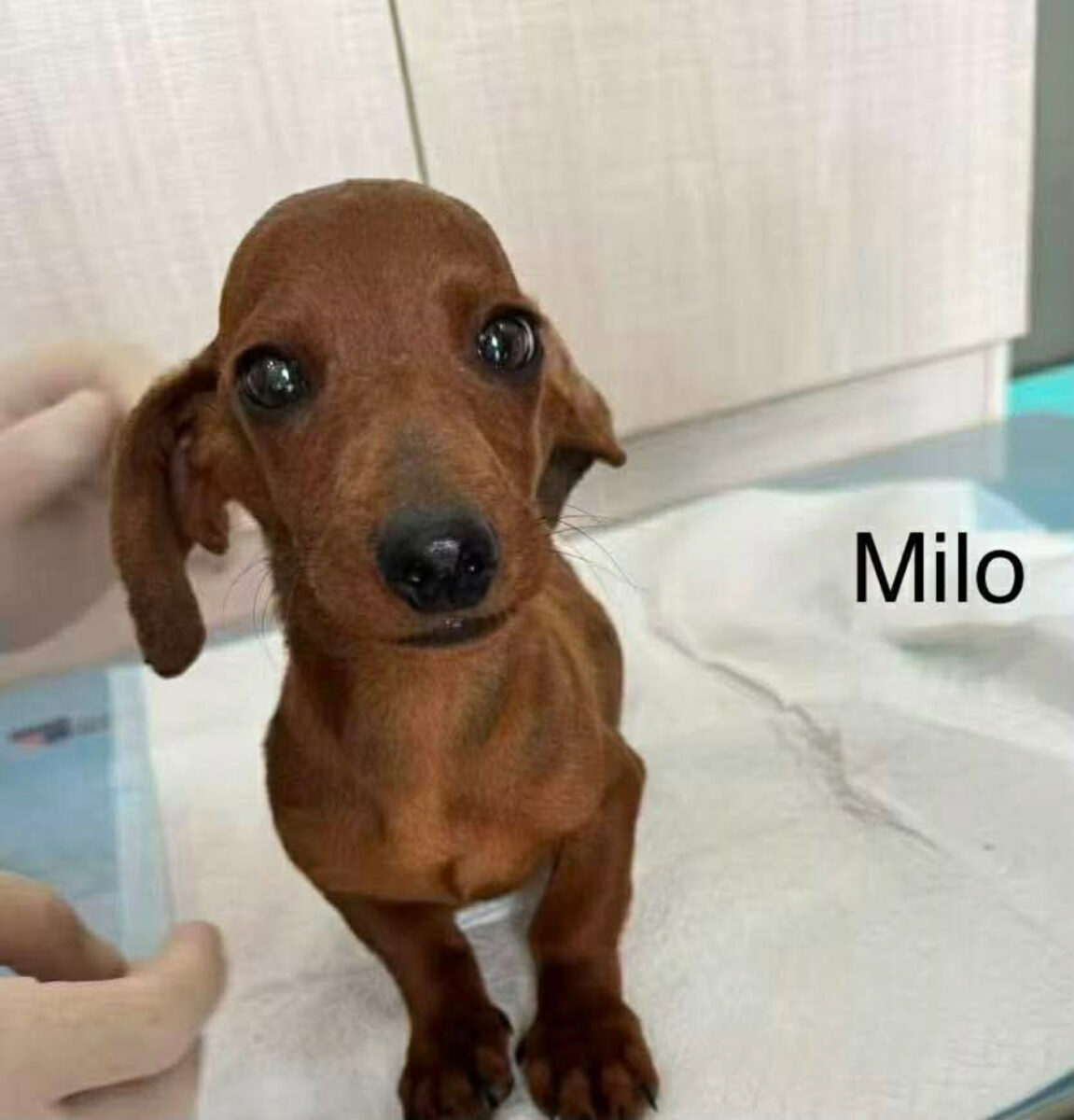 Milo