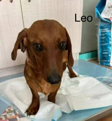 Dog named Leo, resceud by DMT Rescue and Support Group