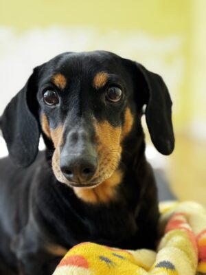 Dog named Alvie, resceud by DMT Rescue and Support Group