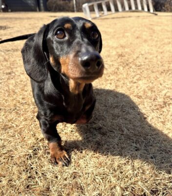 Dog named Lesley, resceud by DMT Rescue and Support Group