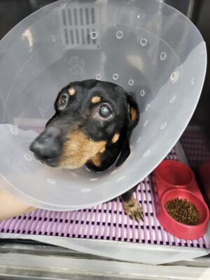 Dog named Barkley, resceud by DMT Rescue and Support Group