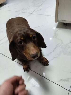 Dog named Jessie, resceud by DMT Rescue and Support Group