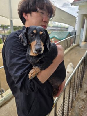 Dog named Darla, resceud by DMT Rescue and Support Group