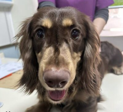 Dog named Toffee, resceud by DMT Rescue and Support Group