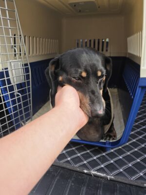 Dog named Trooper, resceud by DMT Rescue and Support Group