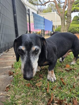 Dog named Mr Grayson, resceud by DMT Rescue and Support Group