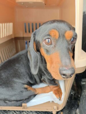 Dog named Ada, resceud by DMT Rescue and Support Group