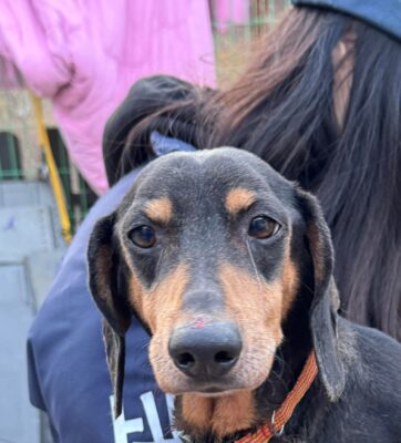 Dog named Noel, resceud by DMT Rescue and Support Group