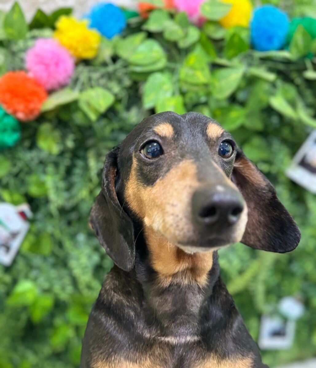 Noel
