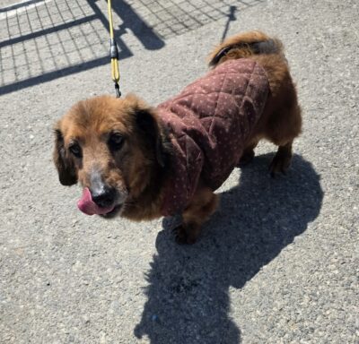 Dog named Rusty, resceud by DMT Rescue and Support Group