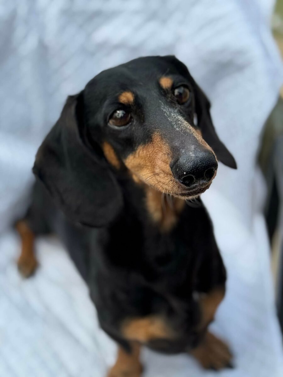 Paddy