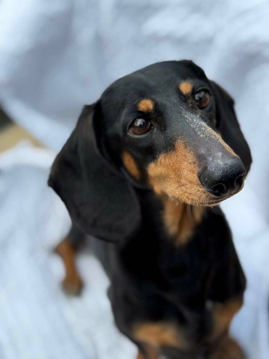 Image ofPaddy