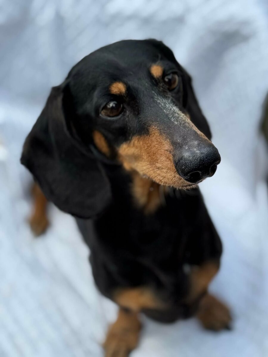 Image ofPaddy