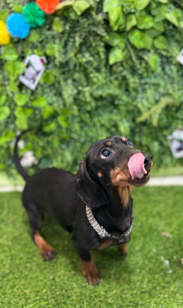 Image ofBuddy
