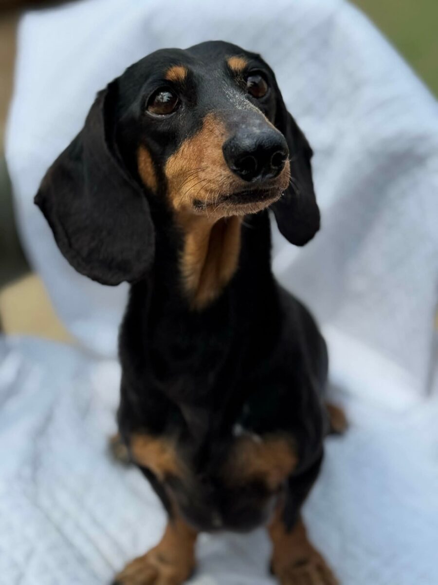 Image ofPaddy