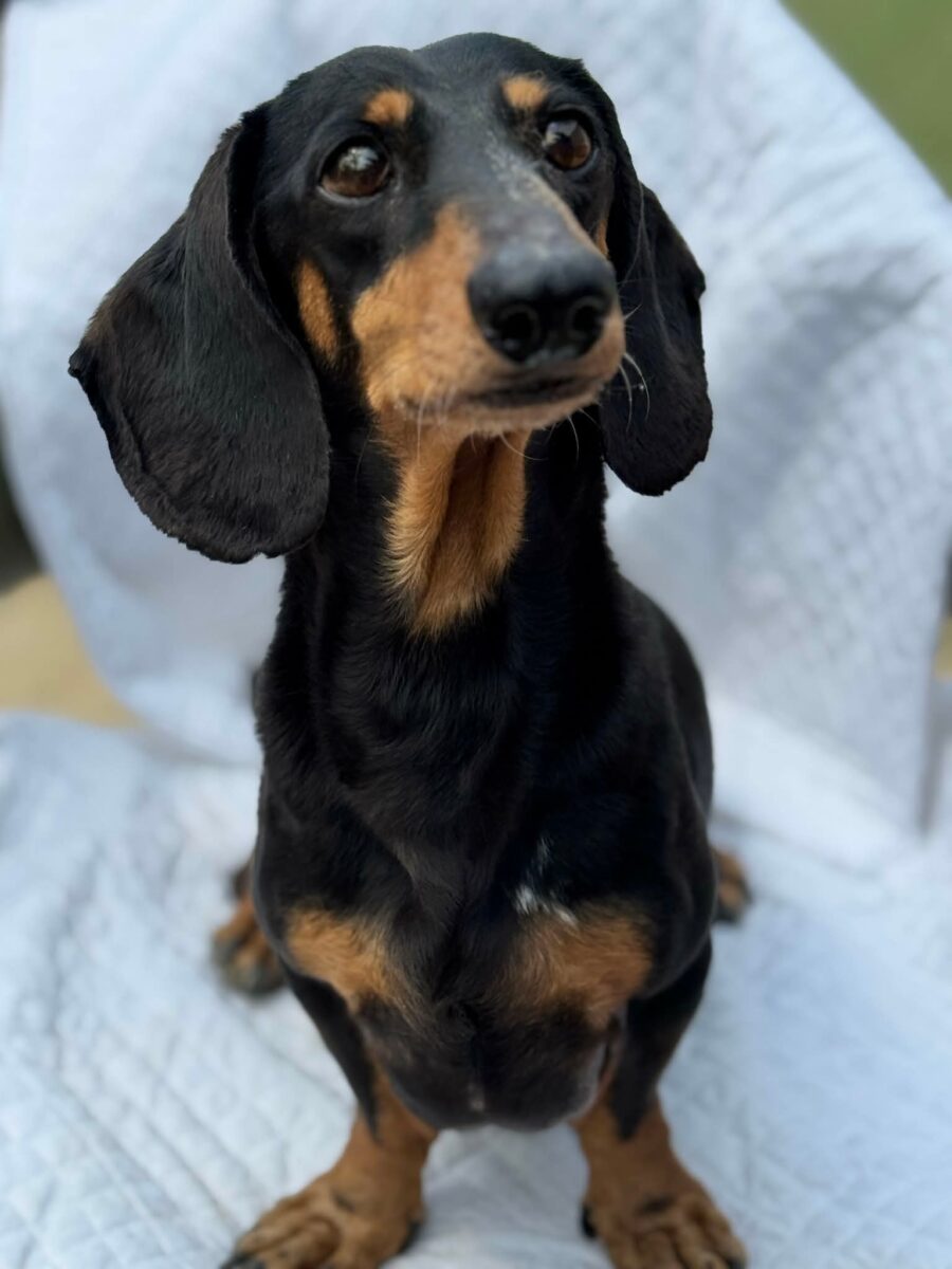 Image ofPaddy