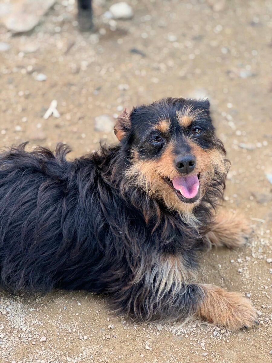 Image ofLola