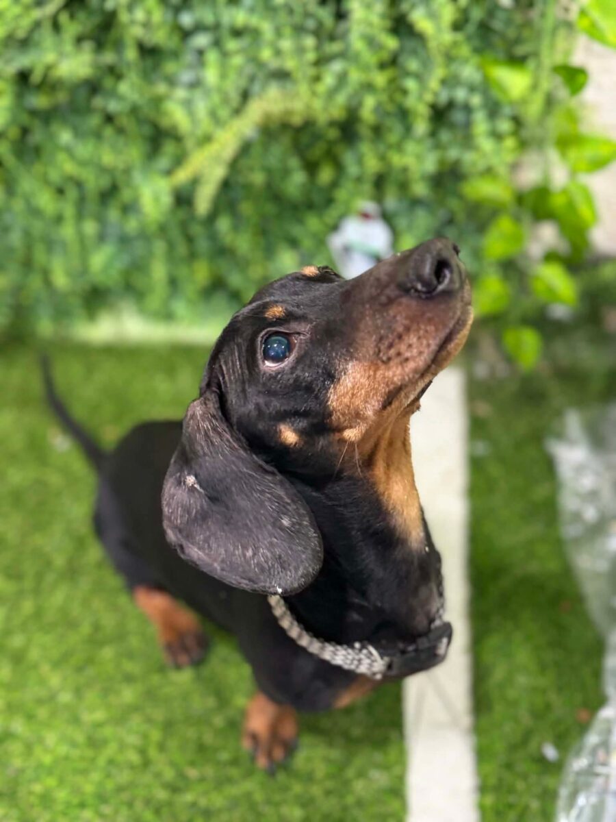 Image ofBuddy