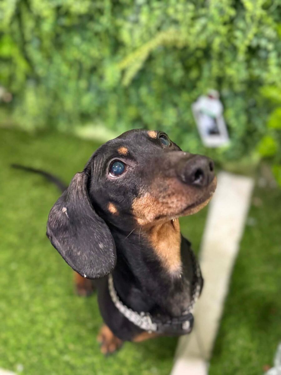 Image ofBuddy