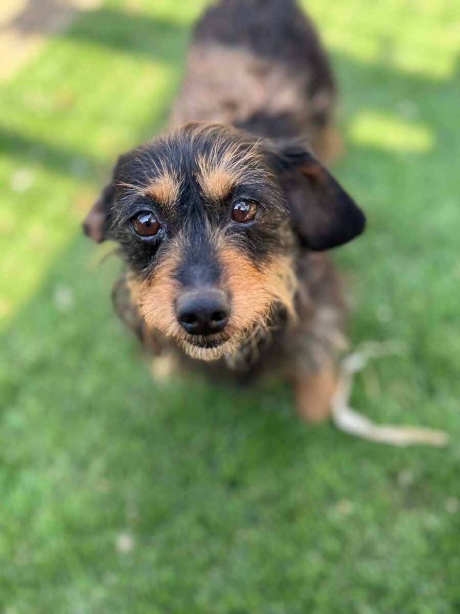 Image ofLola