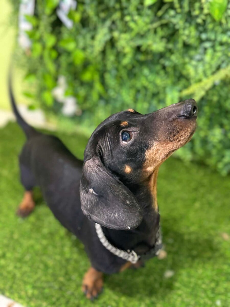 Image ofBuddy
