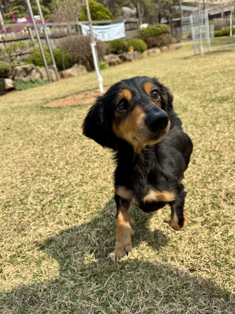 Harrison
