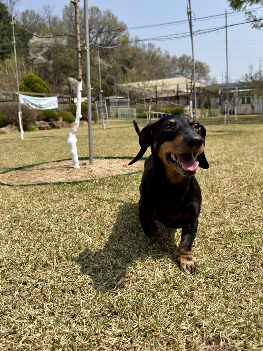 Image ofBarkley