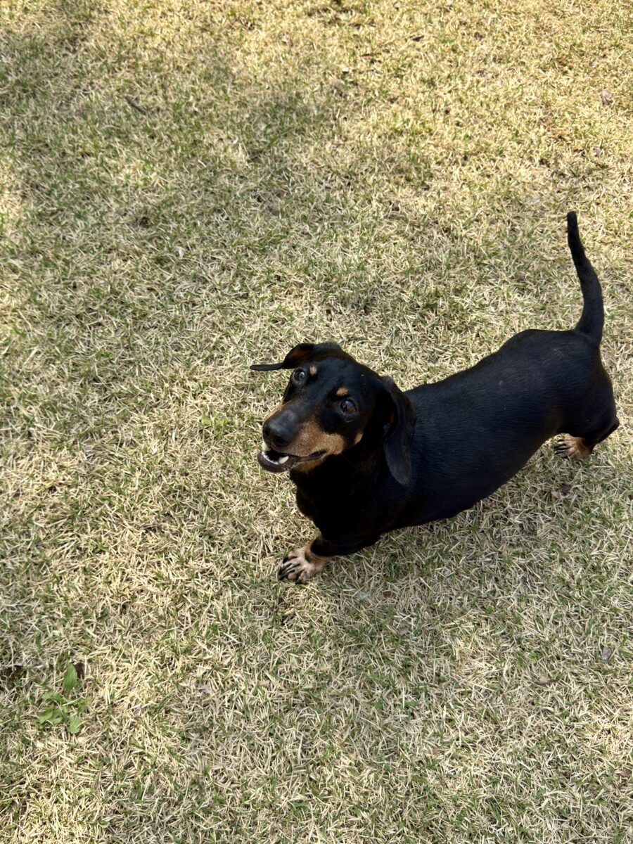 Image ofBarkley