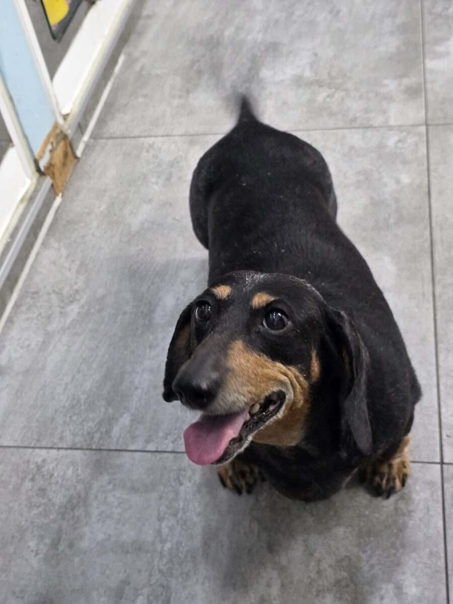 Image ofDarla