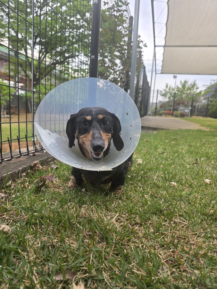 Image ofDarla