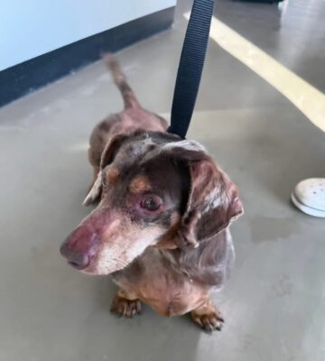 Dog named Gunner, resceud by DMT Rescue and Support Group