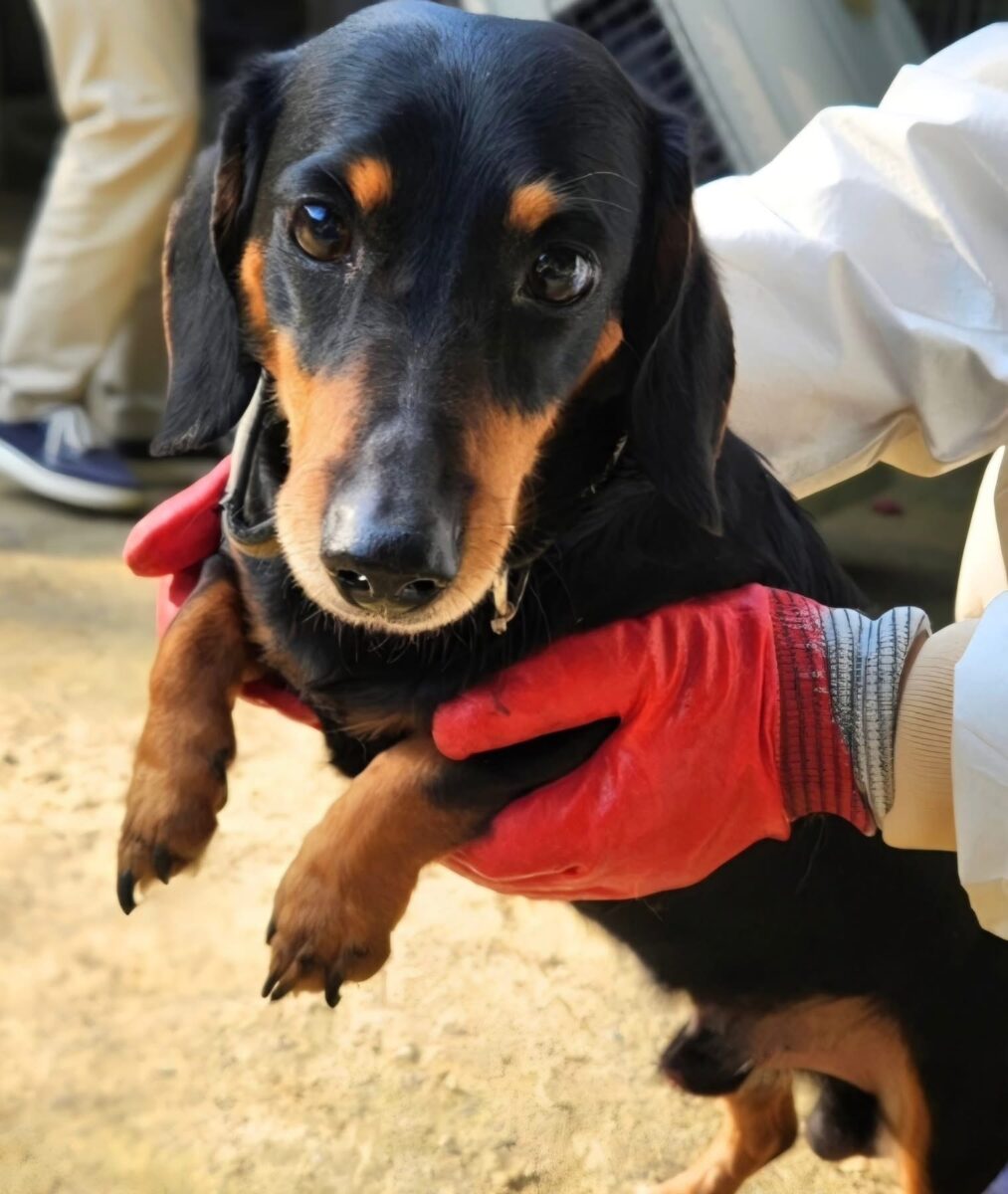 Paolo