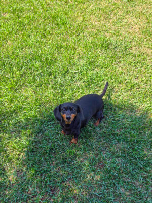 Dog named Amelia, resceud by DMT Rescue and Support Group