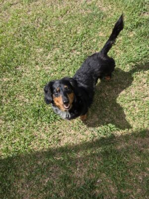 Dog named Penelope, resceud by DMT Rescue and Support Group