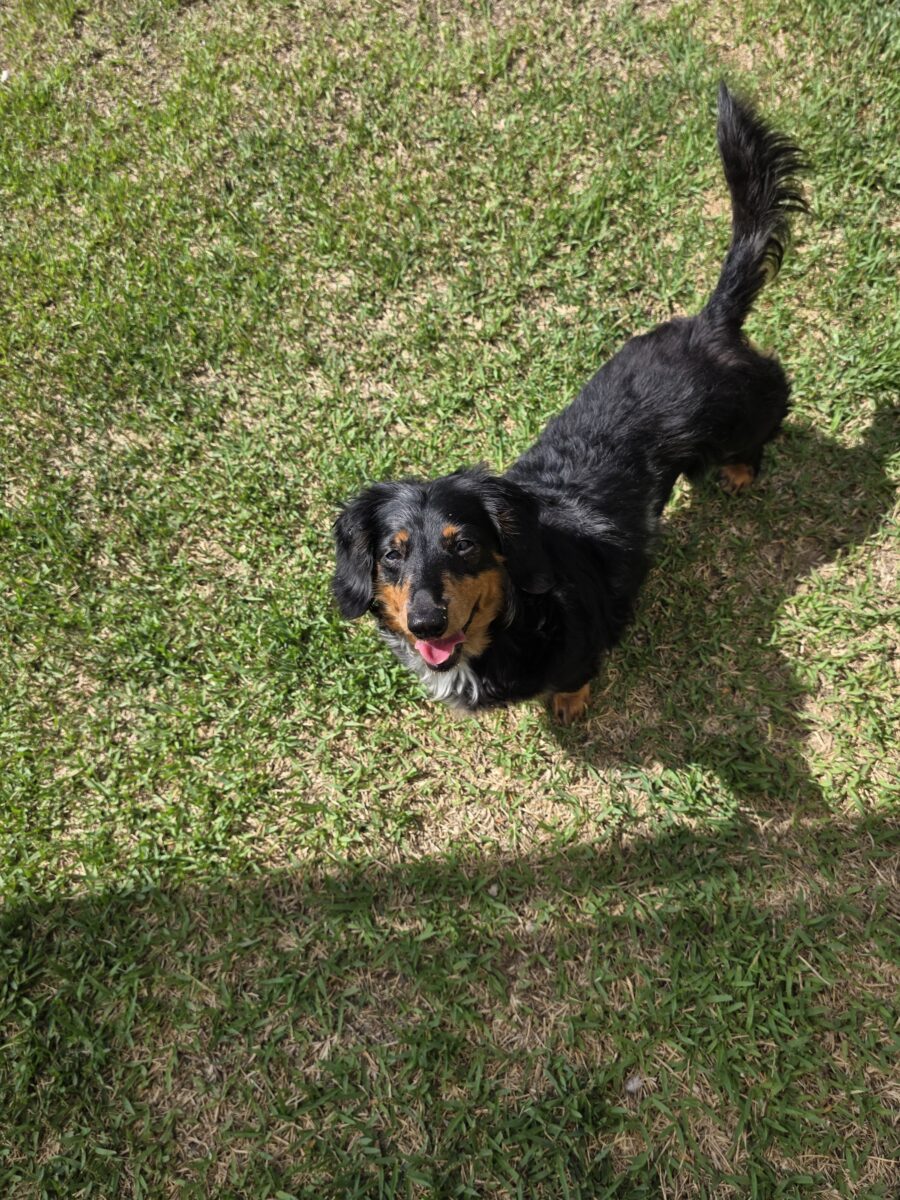 Image ofPenelope