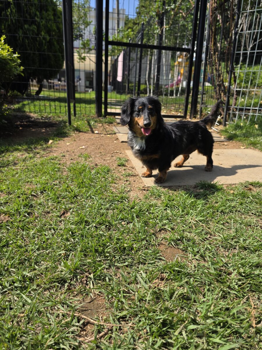 Image ofPenelope