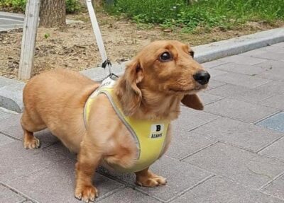 Dog named Simba, resceud by DMT Rescue and Support Group