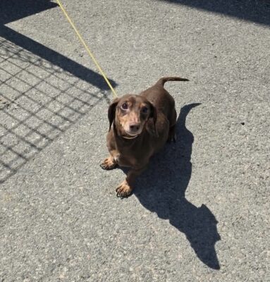 Dog named Betsy, resceud by DMT Rescue and Support Group